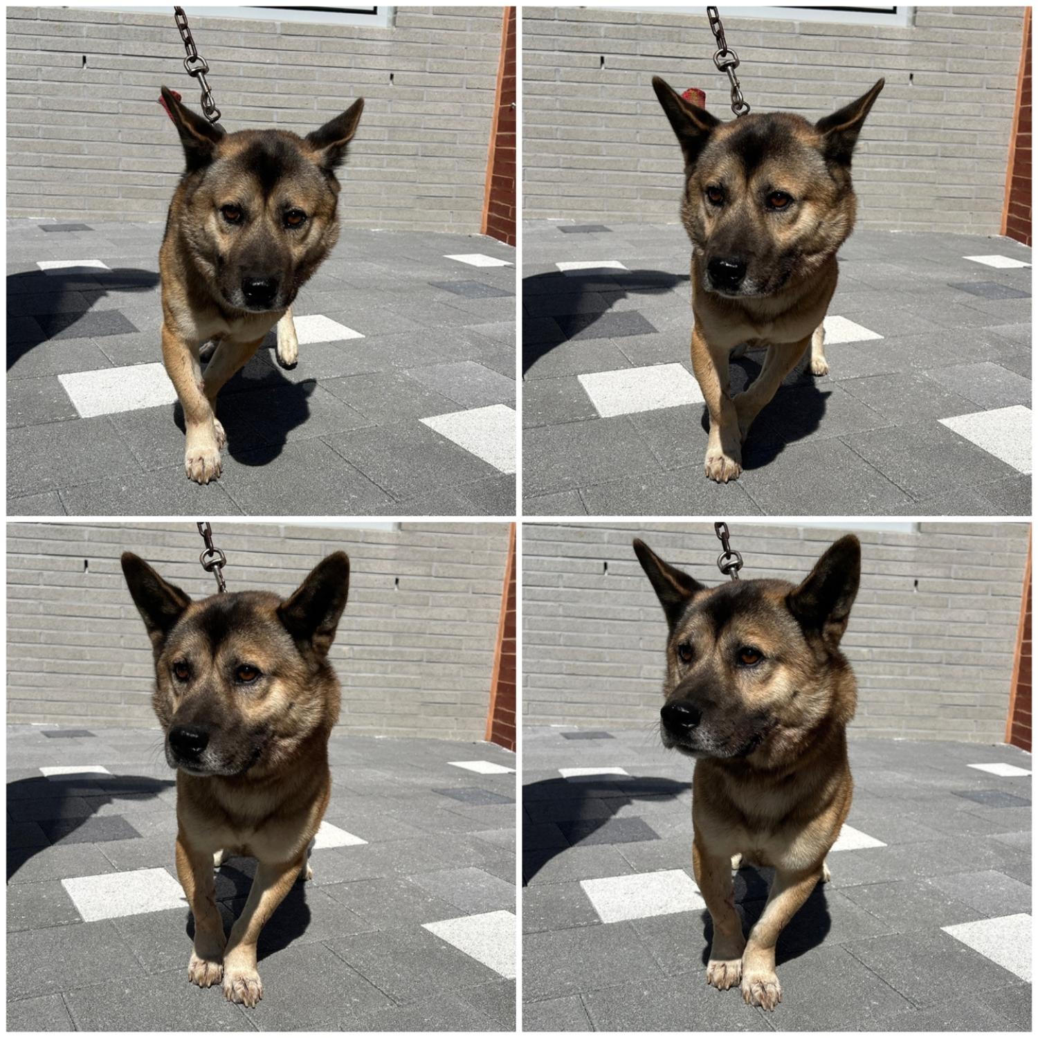 천안시 동물보호센터_444449202401966